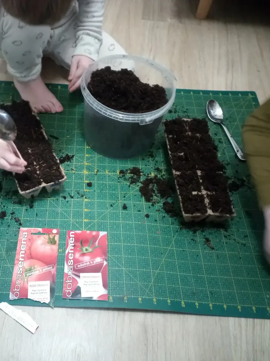 Plánty paradajok Den_1.1.