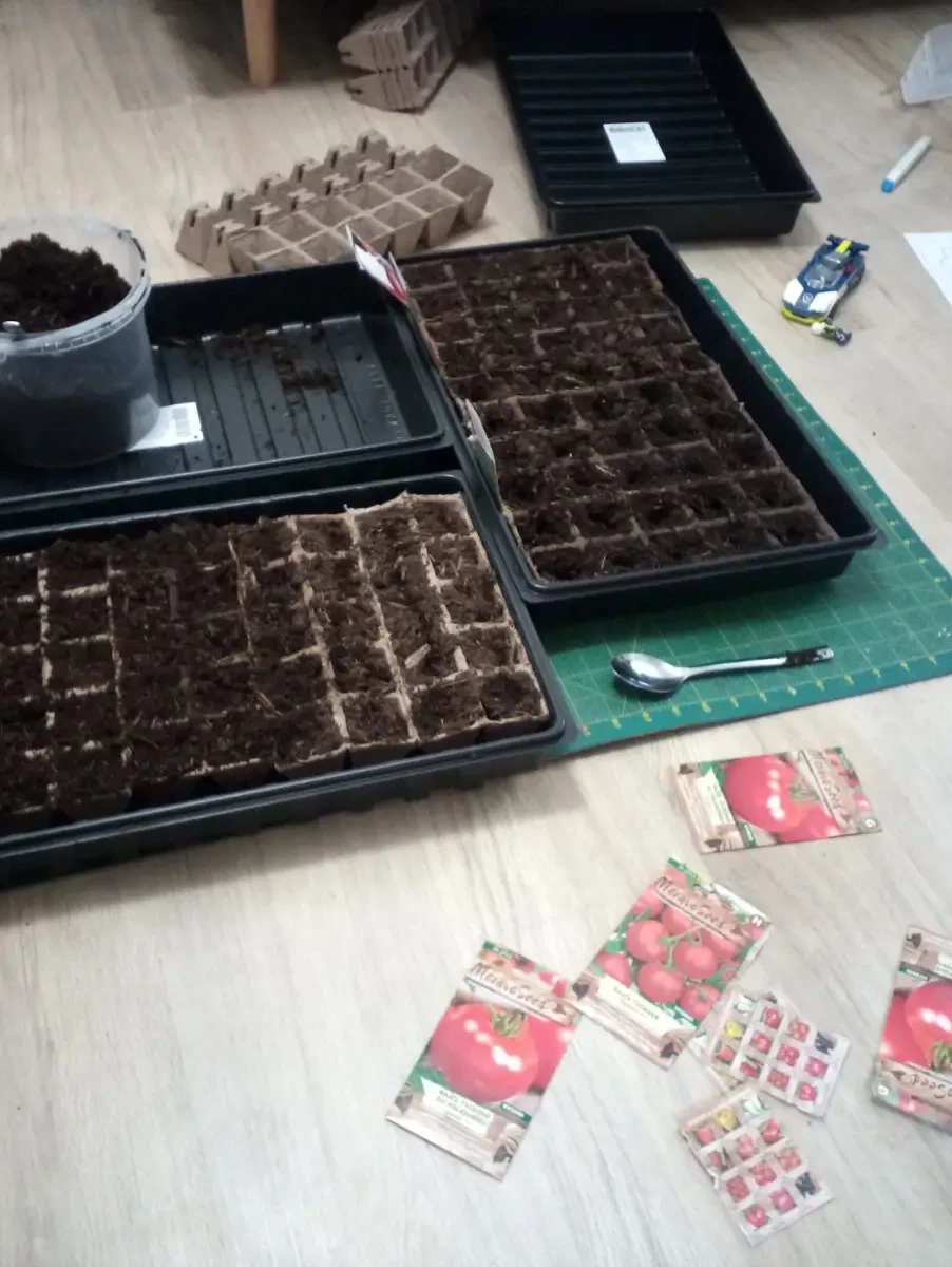 Plánty paradajok Den_1.2.