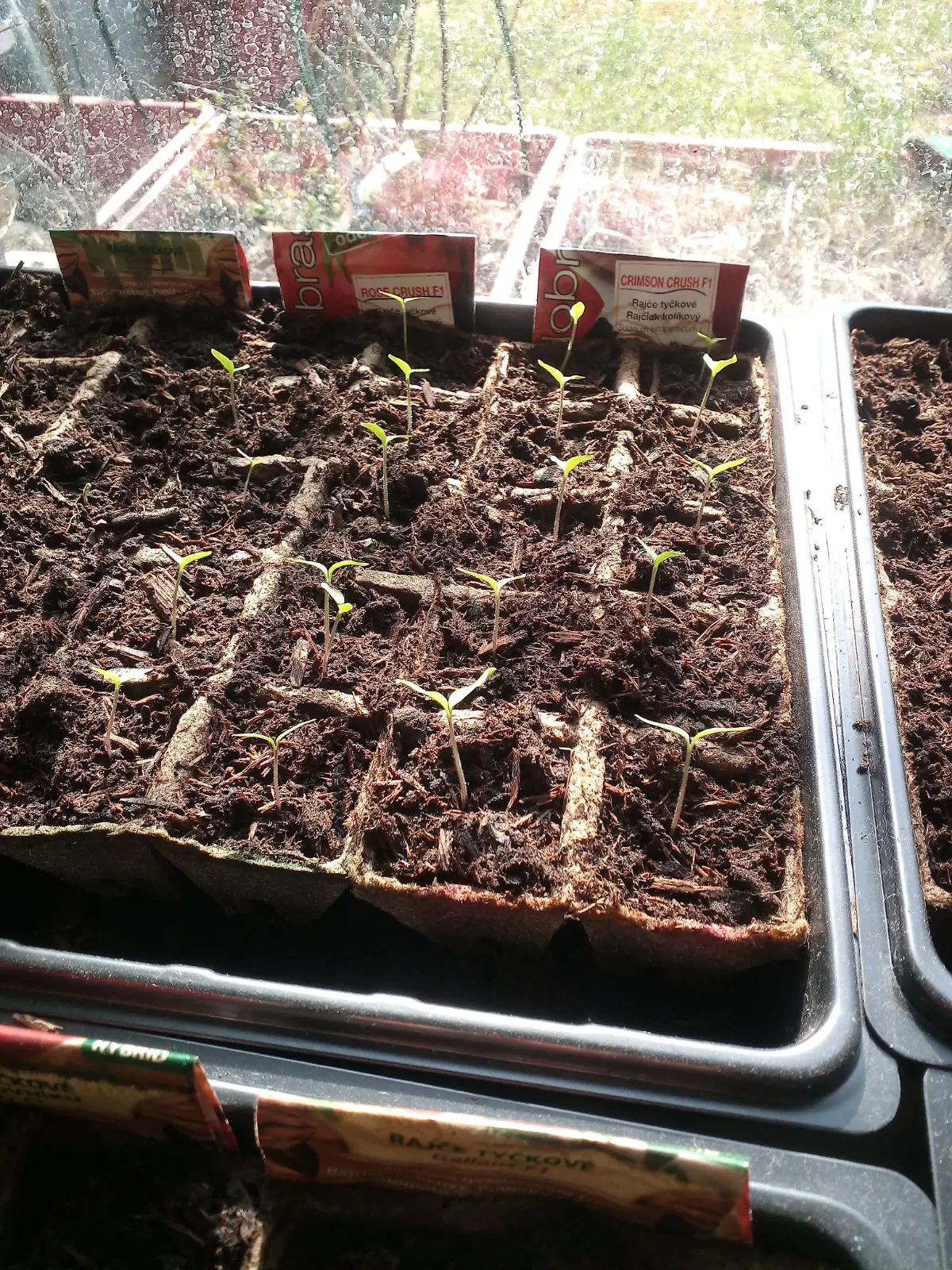 Plánty paradajok Den_2.1.