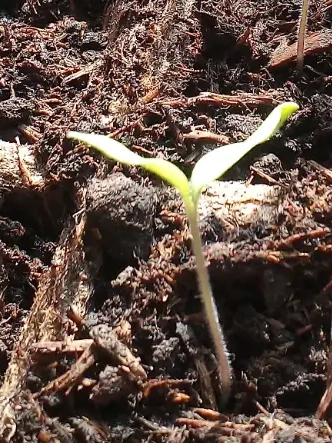 Plánty paradajok Den_2.2.